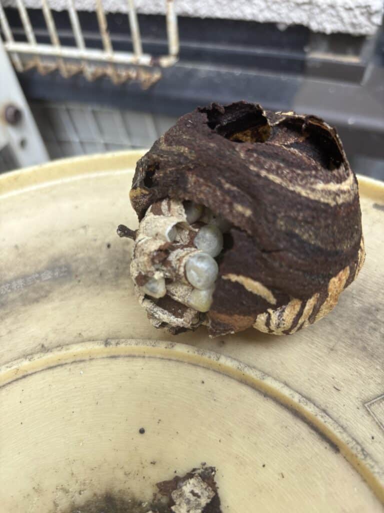 キイロスズメバチ